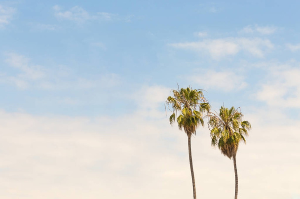 Palm trees on blue sky background - Photo, image