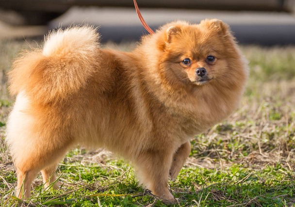 Портрет милой померанской собаки-шпица
 - Фото, изображение