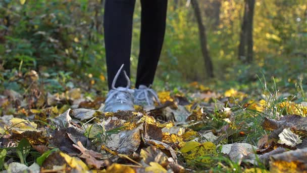 Μια γυναίκα βόλτες στο δάσος, να θαυμάζει τα κίτρινα φύλλα του φθινοπώρου και συλλέγει ένα μπουκέτο από αυτά. - Πλάνα, βίντεο