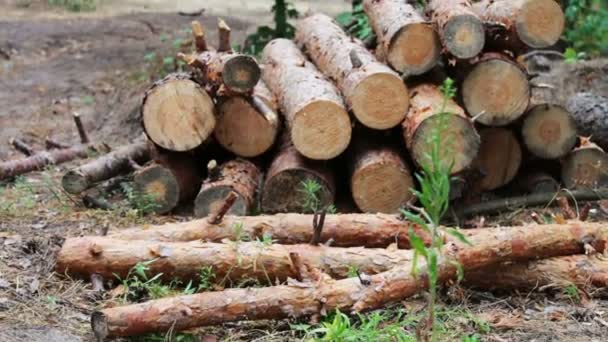 Problém odlesňování. Obrovské protokoly z pokácených stromů leží v lese na zem. Skládané stromy na zemi. Pařez z nově pokácených stromů - Záběry, video