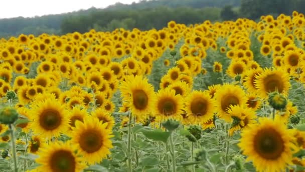 Sunflowers in the Field Swaying in the Wind. Slow Motion - Záběry, video