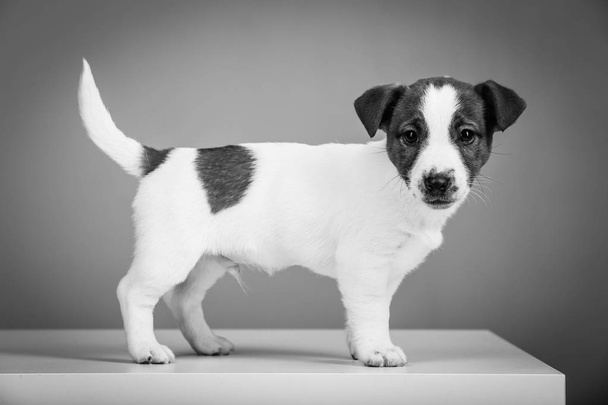 Jack russell standing profile in black and white. Close up. - Photo, Image