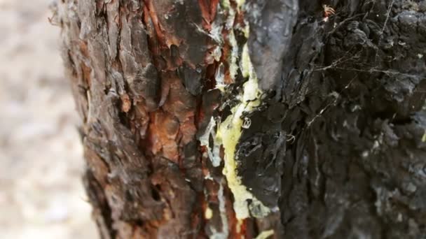Burned and charred tree trunk close up view. A fire in forest damaged a pine tree. - Footage, Video