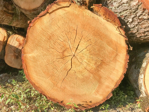 Fondo de textura de madera. Primer plano del tronco del árbol con anillos de edad
 - Foto, Imagen