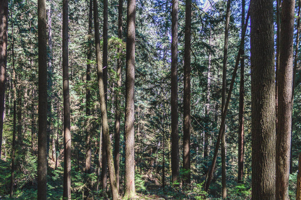 Baden Powell Trail near Quarry Rock at North Vancouver, BC, Cana - 写真・画像