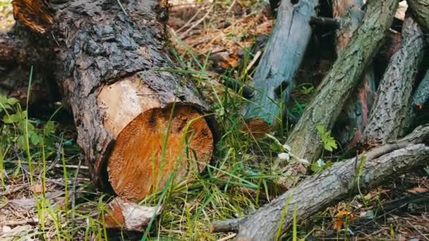 Yeni kesilen ağaçtan stump. Ormandaki kesilen ağaç. Ormansızlaşma sorunu - Video, Çekim