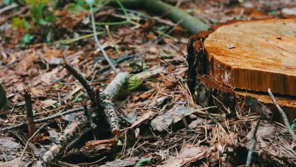 Baumstumpf von einem neu gefällten Baum. gefällter Baum im Wald: das Problem der Entwaldung - Filmmaterial, Video
