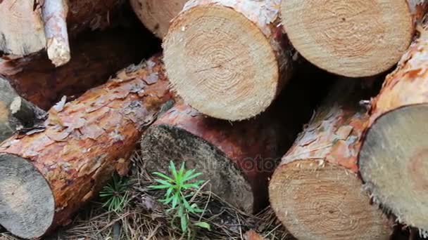 Het probleem van de ontbossing. Enorme logs van gekapte bomen liggen in het bos op de grond. Gevouwen bomen op de grond. Stomp van pas gevelde boom - Video