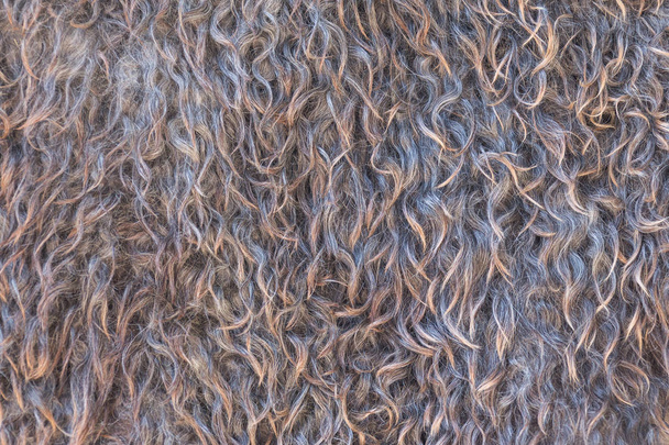 Textura de lana de oveja natural de primer plano para el fondo
 - Foto, imagen