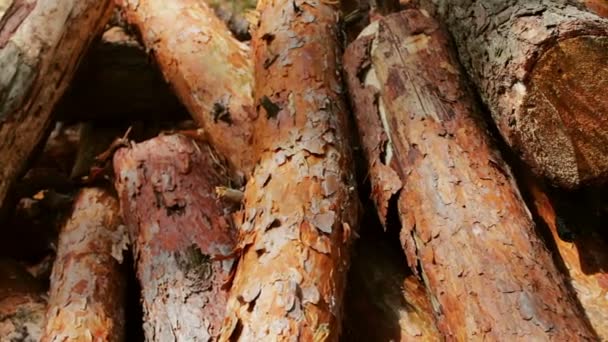 Heleboel gekapte stammen van bomen netjes gevouwen - Video