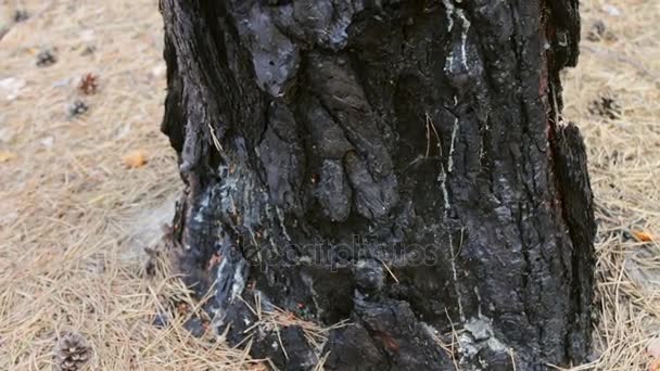 Burned and charred tree trunk close up view. A fire in forest damaged a pine tree. - Footage, Video