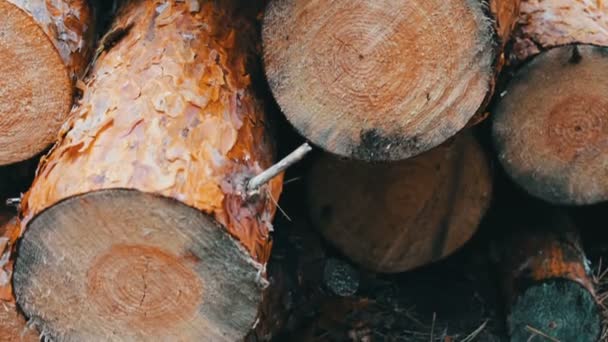 Grote logboeken geveld in het forest op de grond. Het probleem van de ontbossing. Gekapte boomstammen in het bos - Video