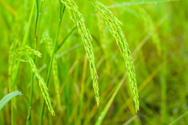 Le riz vert dans le fond de riz de champ
 - Photo, image