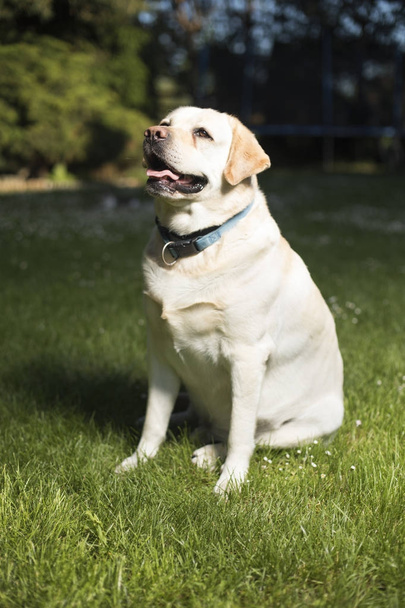 Labrador Retriever dog  - Foto, Bild
