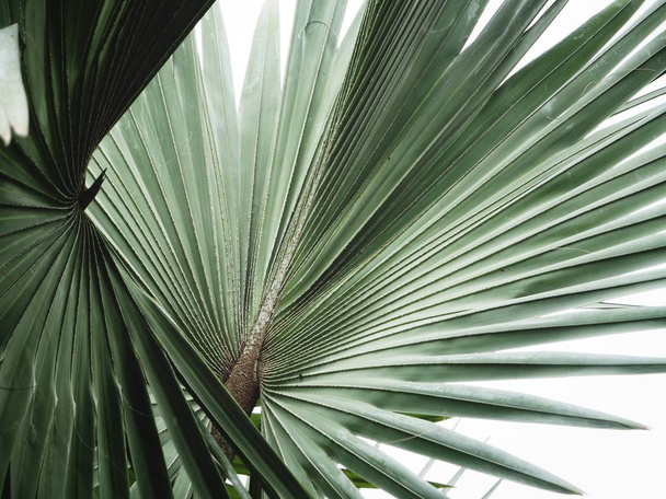 Palmenblätter - Foto, Bild