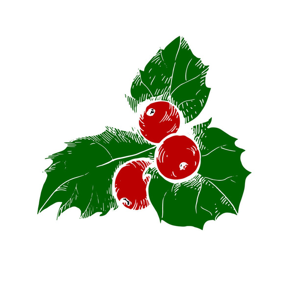 Vector schets van Kerstmis holly berry. - Vector, afbeelding