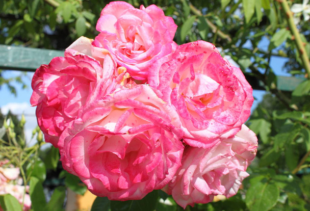 buquê de rosas rosa - Foto, Imagem