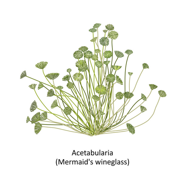 Векторная иллюстрация цветных морских водорослей Acetabularia или русалки, родов зеленых водорослей. Изолированный на белом фоне
  - Вектор,изображение