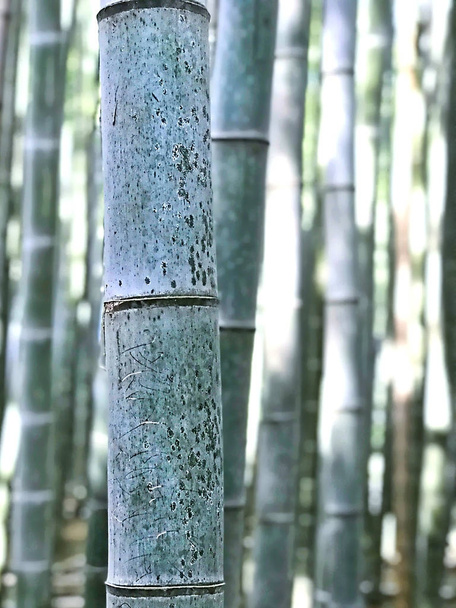 Vista macro de cerca al palo de bambú en un jardín forestal
 - Foto, imagen