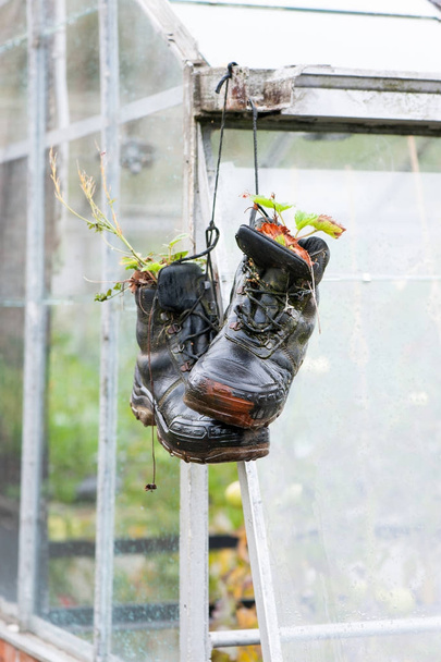 pair od abandoned leather black shoes used like flower pots - Photo, Image