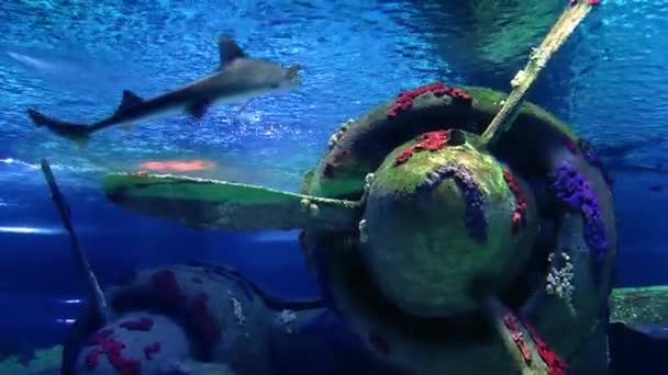 Пригода синій риб в акваріум - Кадри, відео