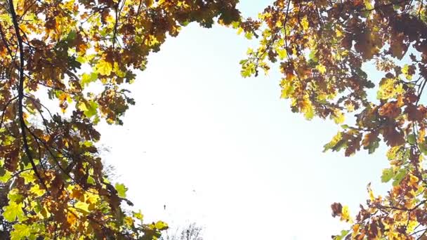 Autunno foglie di quercia sullo sfondo del cielo soleggiato. Bellissimo sfondo autunno
. - Filmati, video