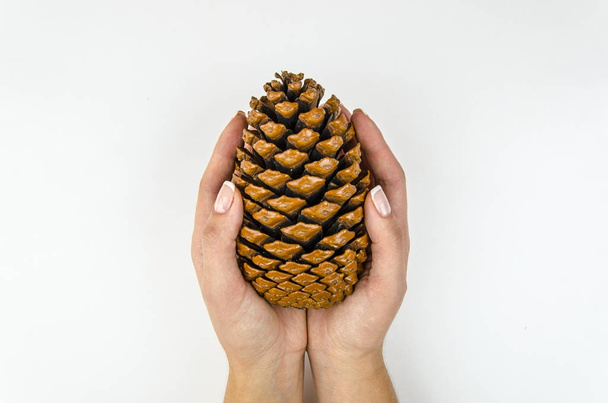 Women hands holding pine cone on white background. Isolated flat lay. top view - Photo, image