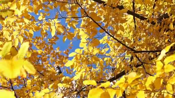 Las hojas amarillas de otoño están iluminadas por el sol. Hermoso fondo de otoño
. - Imágenes, Vídeo