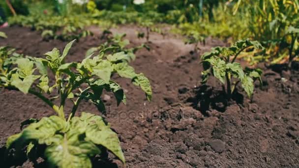 im Garten wächst ein Strauch junger blühender Tomaten - Filmmaterial, Video