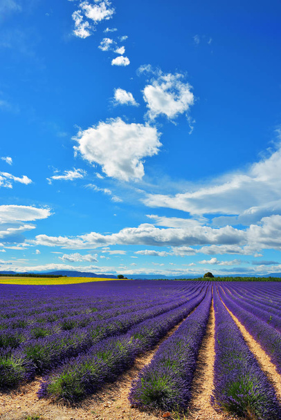 Provence, France, lavender field  - 写真・画像