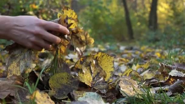 Žena procházky v lese, obdivuje žluté podzimní listí a sbírá kytice od nich. - Záběry, video