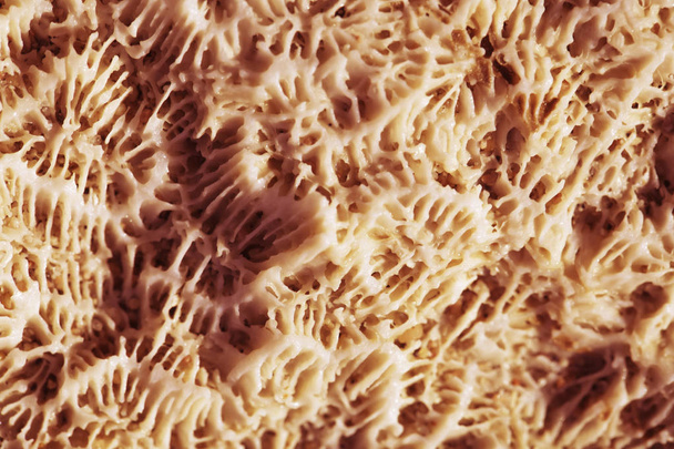 Biological texture of natural sea coral - Foto, Imagen