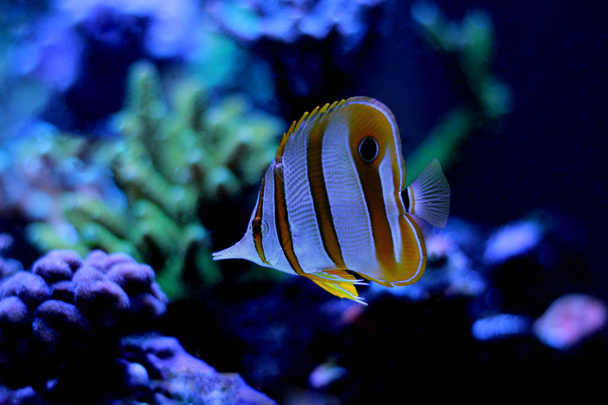 Copperband の蝶の魚が泳ぐサンゴ礁水槽 - 写真・画像