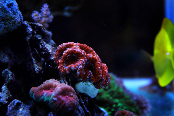 Red Acanthastrea LPS coral en acuario tanque
 - Foto, imagen