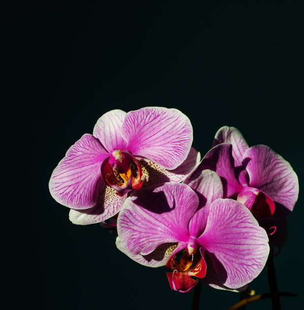 Una magnífica rama de una orquídea con grandes flores floreció i
 - Foto, imagen