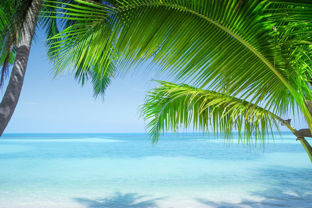 Uitzicht op mooi tropisch strand met enkele palmen - Foto, afbeelding