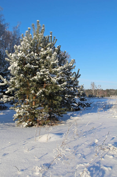 Beautiful winter landscape. Winter forest on a sunny day. - Valokuva, kuva