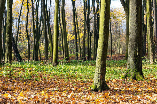 Trees in the park in autumn - Φωτογραφία, εικόνα