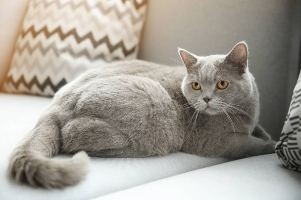 Funny overweight cat  - Valokuva, kuva