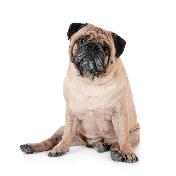 Cute overweight pug  - Photo, image