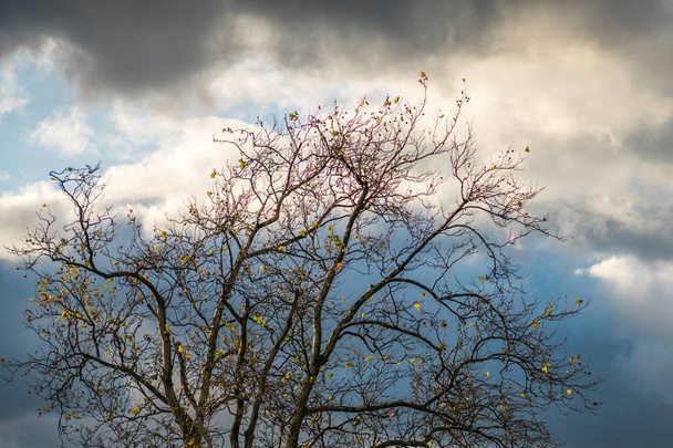 Arbre sans feuilles avec le fond nuageux
 - Photo, image