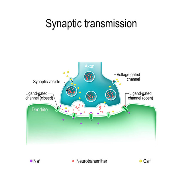 Synaptyczna transmisja. Struktura typowej synapsy chemicznej.  - Wektor, obraz