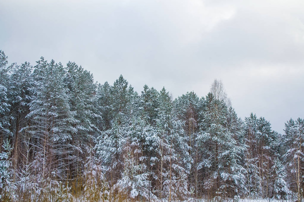  Foresta invernale ghiacciata con alberi innevati. - Foto, immagini
