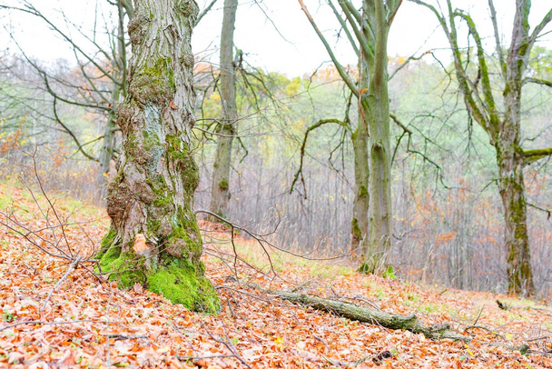 Zöld moha borított fák törzsét  - Fotó, kép