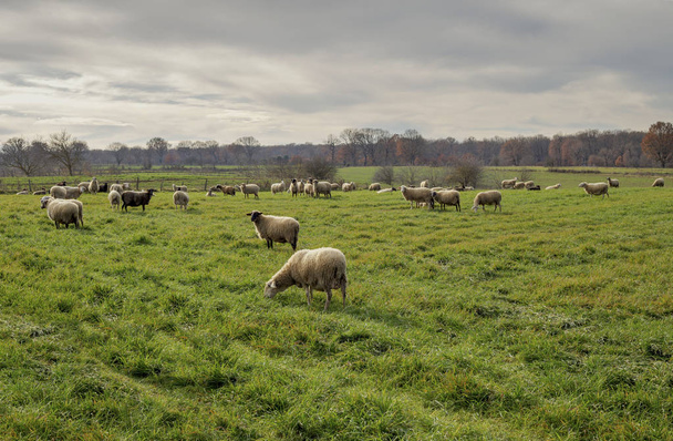 Schafherde weidet auf einer Weide - Foto, Bild