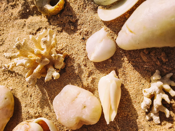 Conchas y corales sobre arena
 - Foto, Imagen