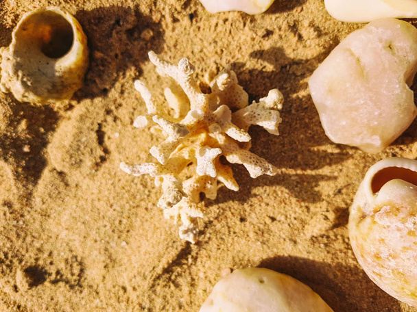 Conchiglie e coralli sulla sabbia
 - Foto, immagini