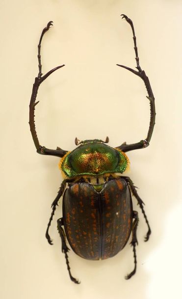 İzole uzun kollu scarabs (Cheirotonus peracanus) erkek - Fotoğraf, Görsel