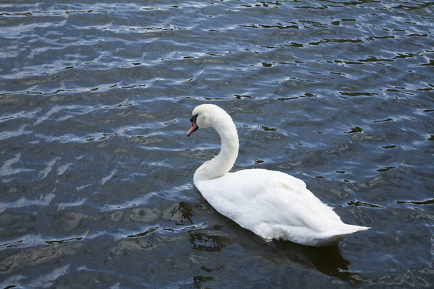 Fehér hattyú / fehér hattyú tó - Fotó, kép