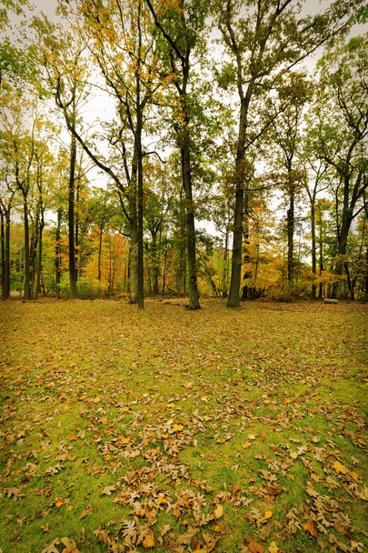 Fall scenery. - Photo, image
